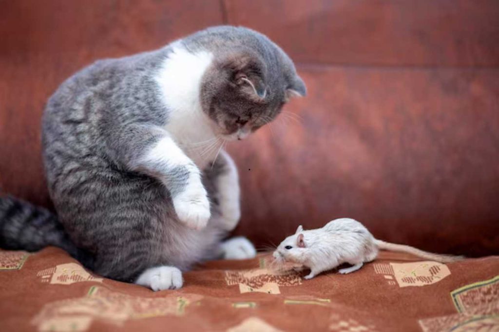 what happens if a cat eats a poisoned mouse