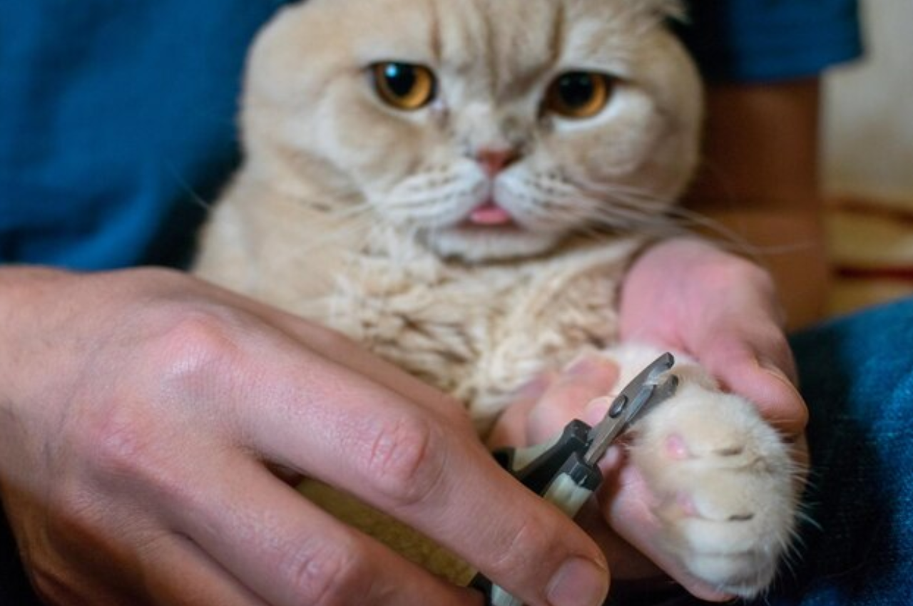 How to Clip Cat Nails
