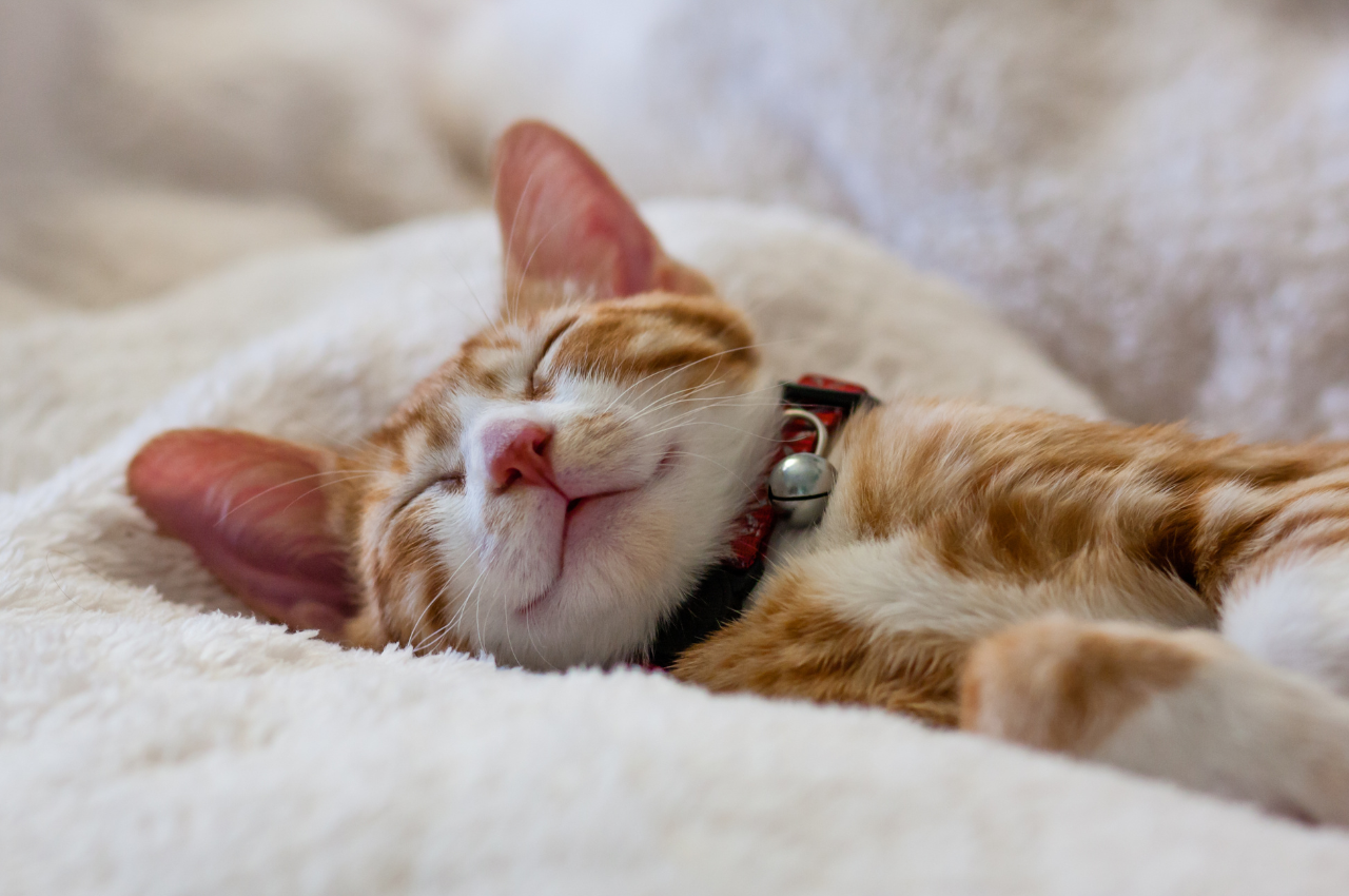 what are cats sleeping habits