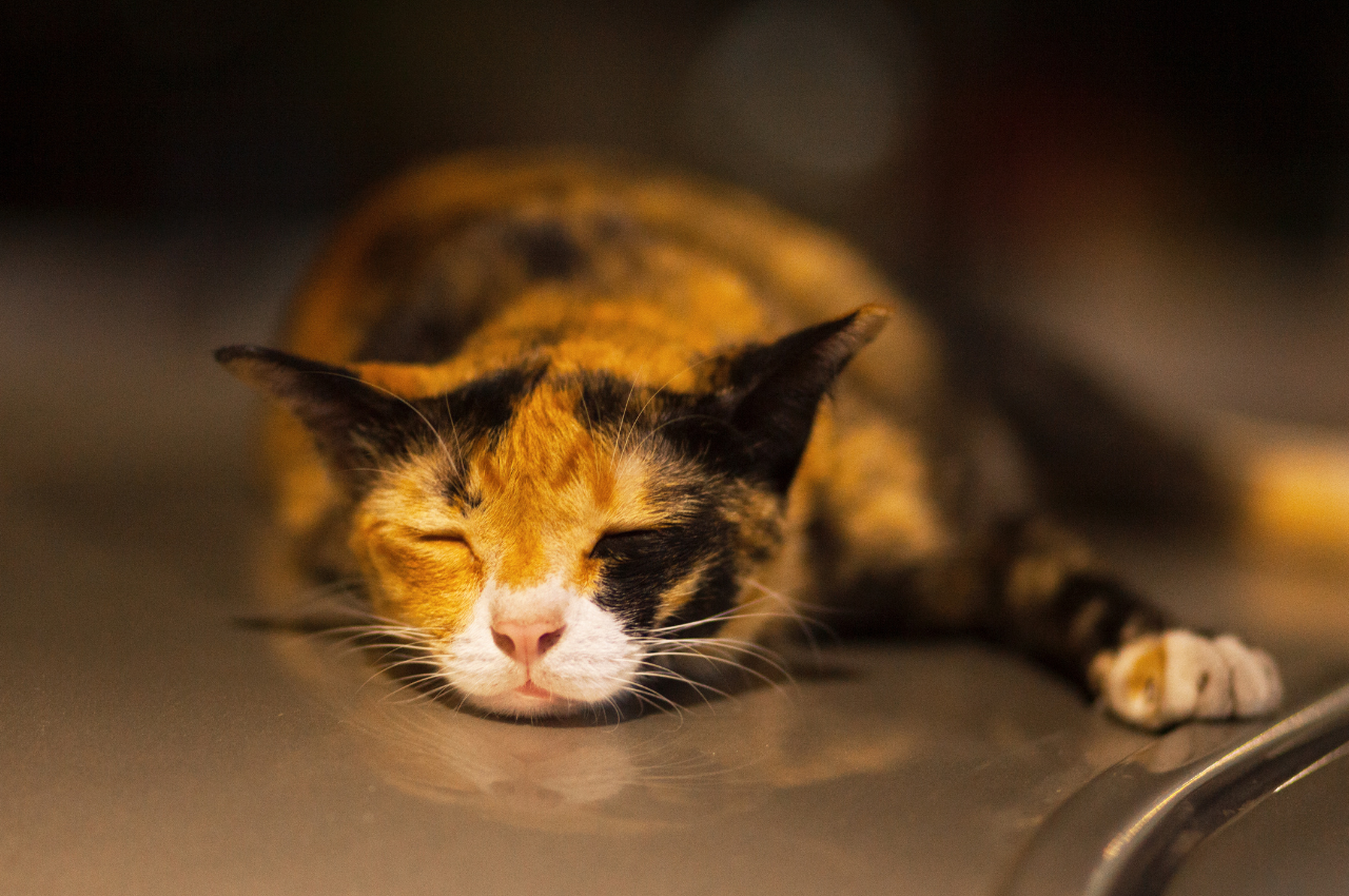 What calms cats down at night?