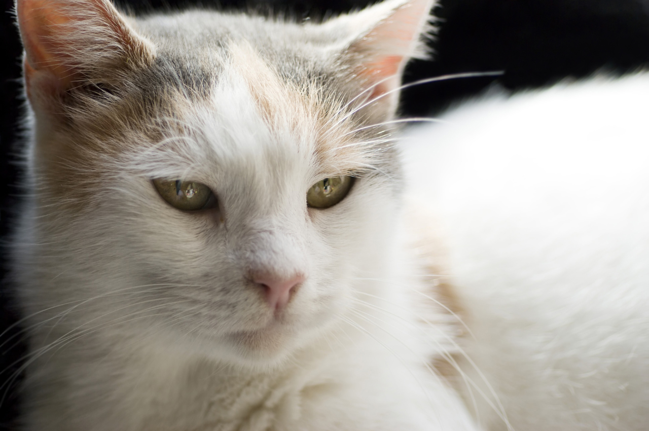 How do cats act when something is wrong?