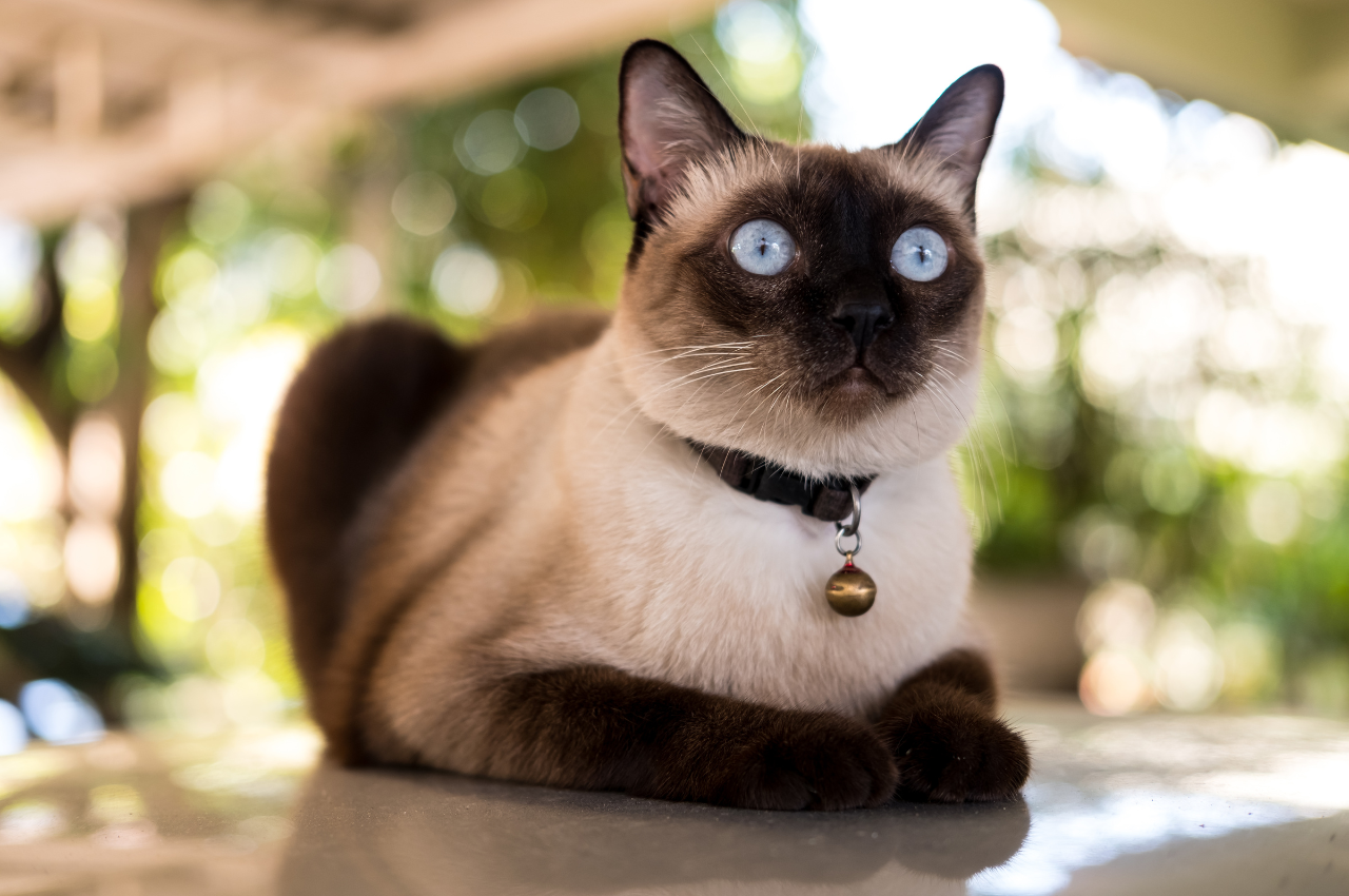 What are signs of cat anxiety?