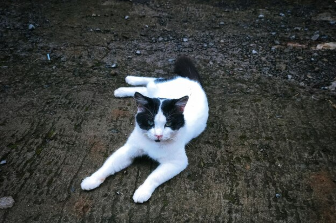 What is abnormal cat behavior?
