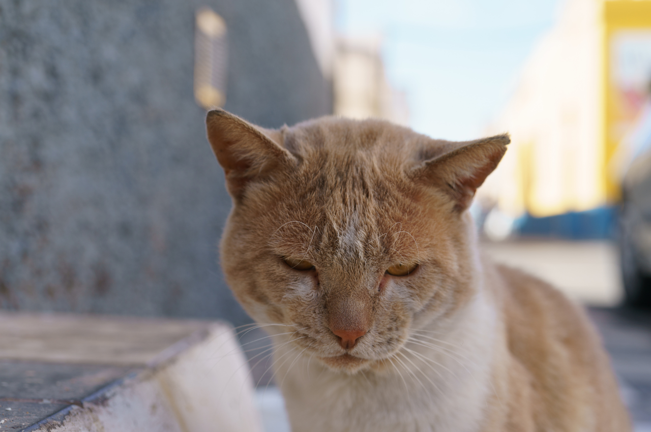 How do you tell if a cat is nearing the end of its life?