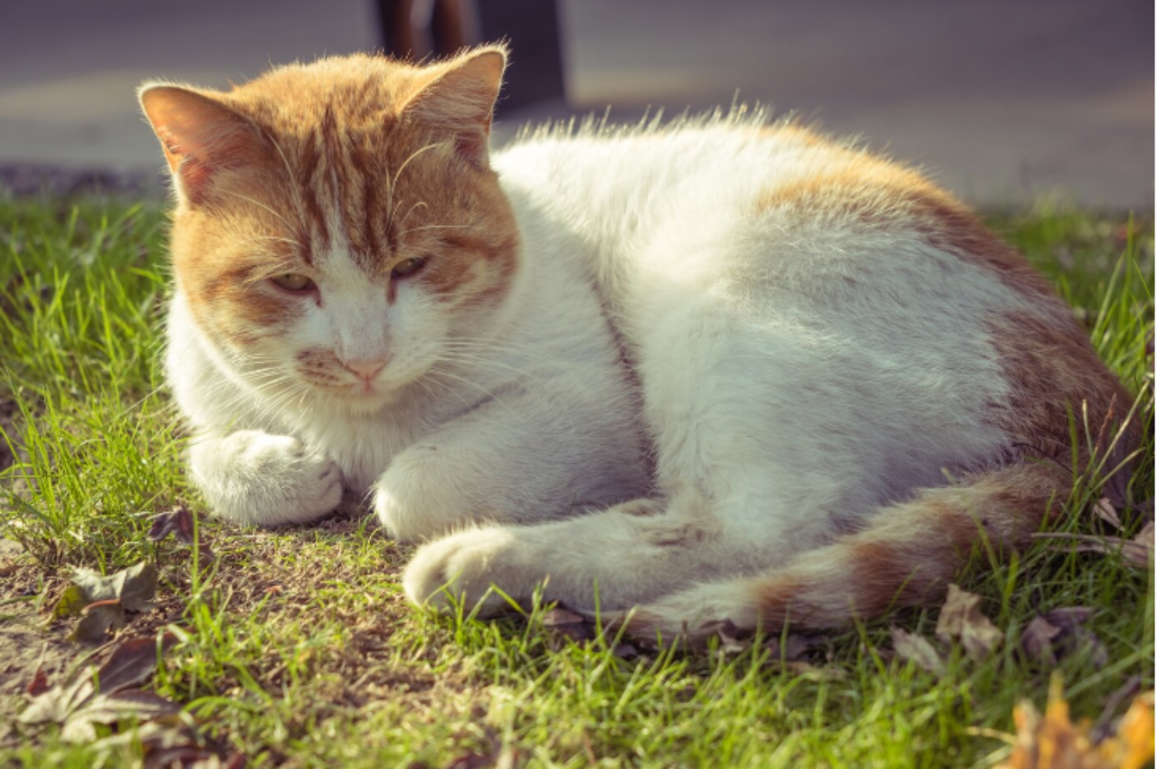 How do cats say goodbye?
