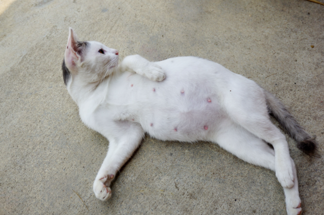 How can I tell my cat is about to give birth?