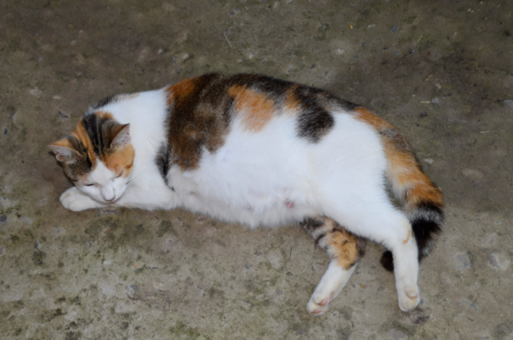 What does a pregnant cat need?