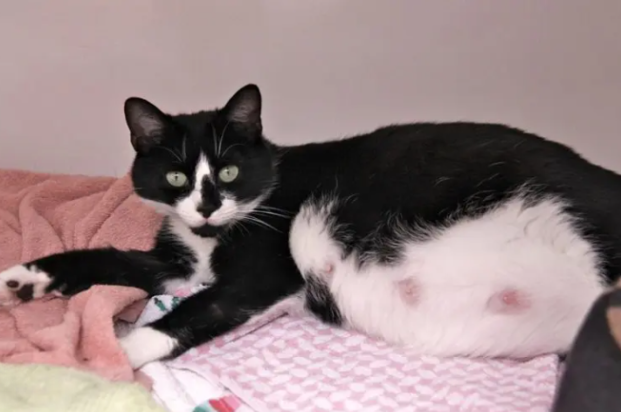 What are three things you should do for a pregnant female cat?