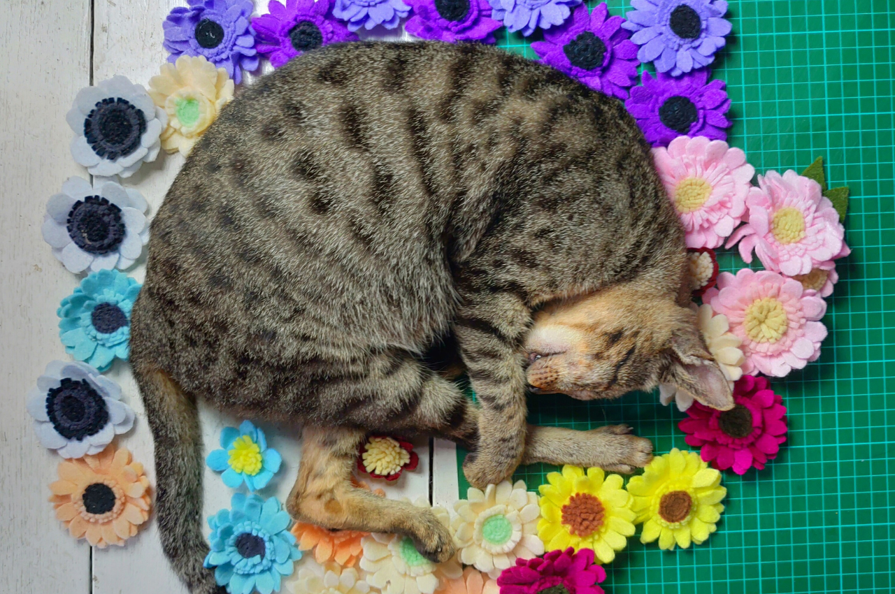 What is the best setup for a pregnant cat?