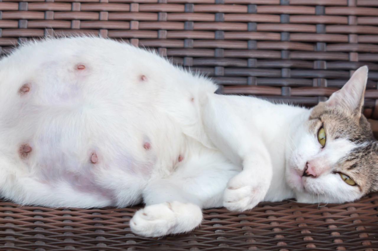 How do I know if my cat is close to giving birth?