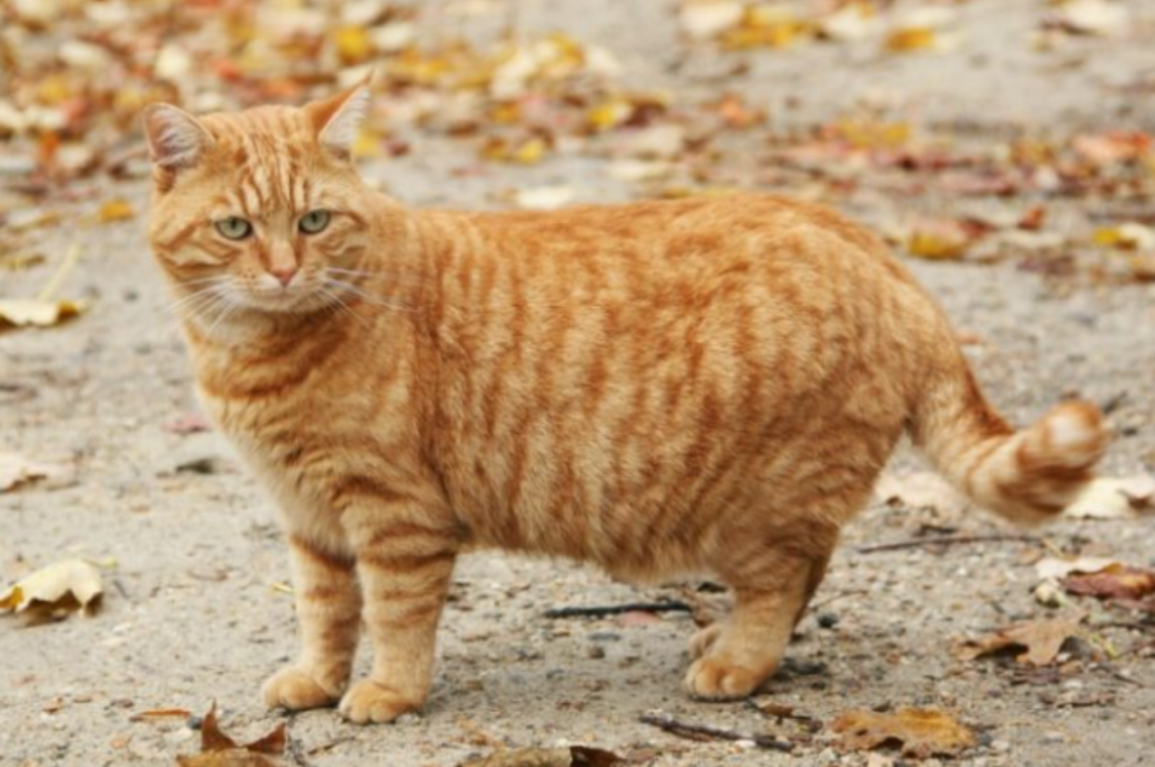 how to care for a pregnant cat and kittens