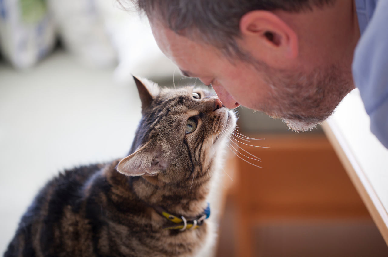 How do you know if your cat loves you?