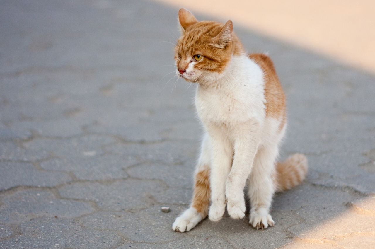 cat strange behavior symptoms