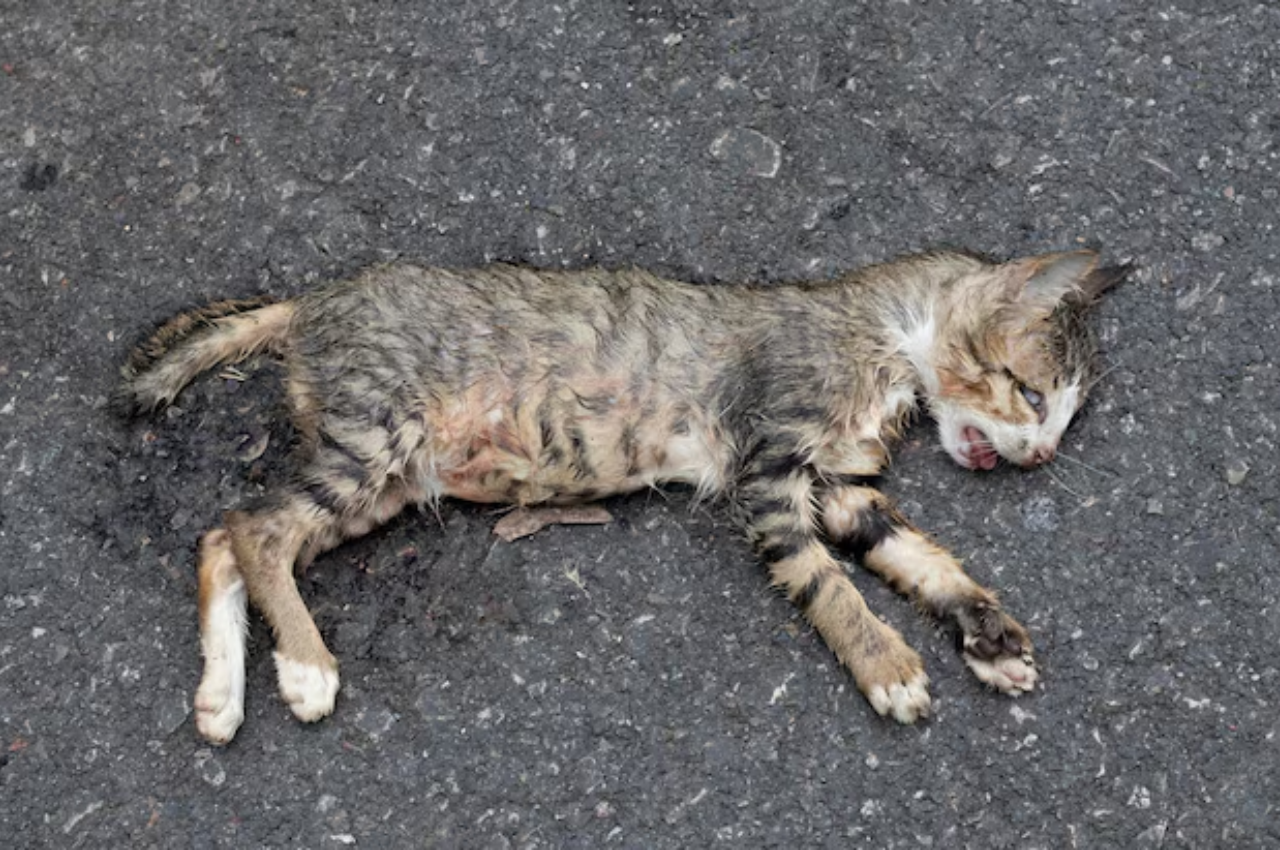 what to do if your cat dies at home