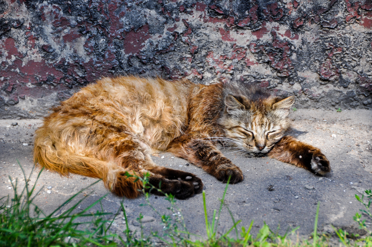 how to comfort a dying cat