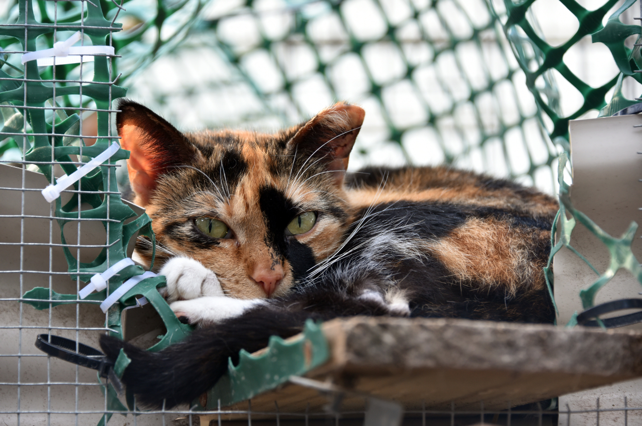 Is it a good idea to get a rescue cat?