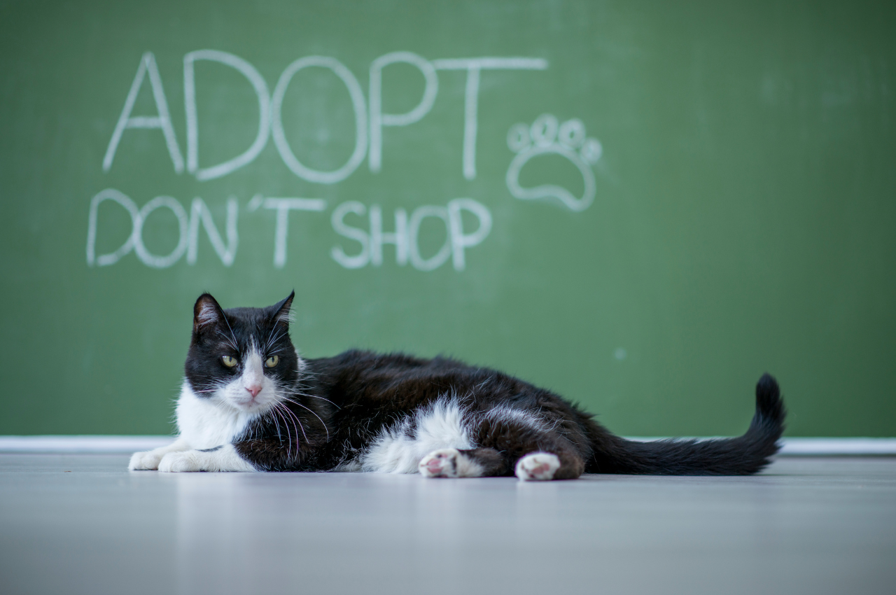 Why is it better to adopt a cat?
