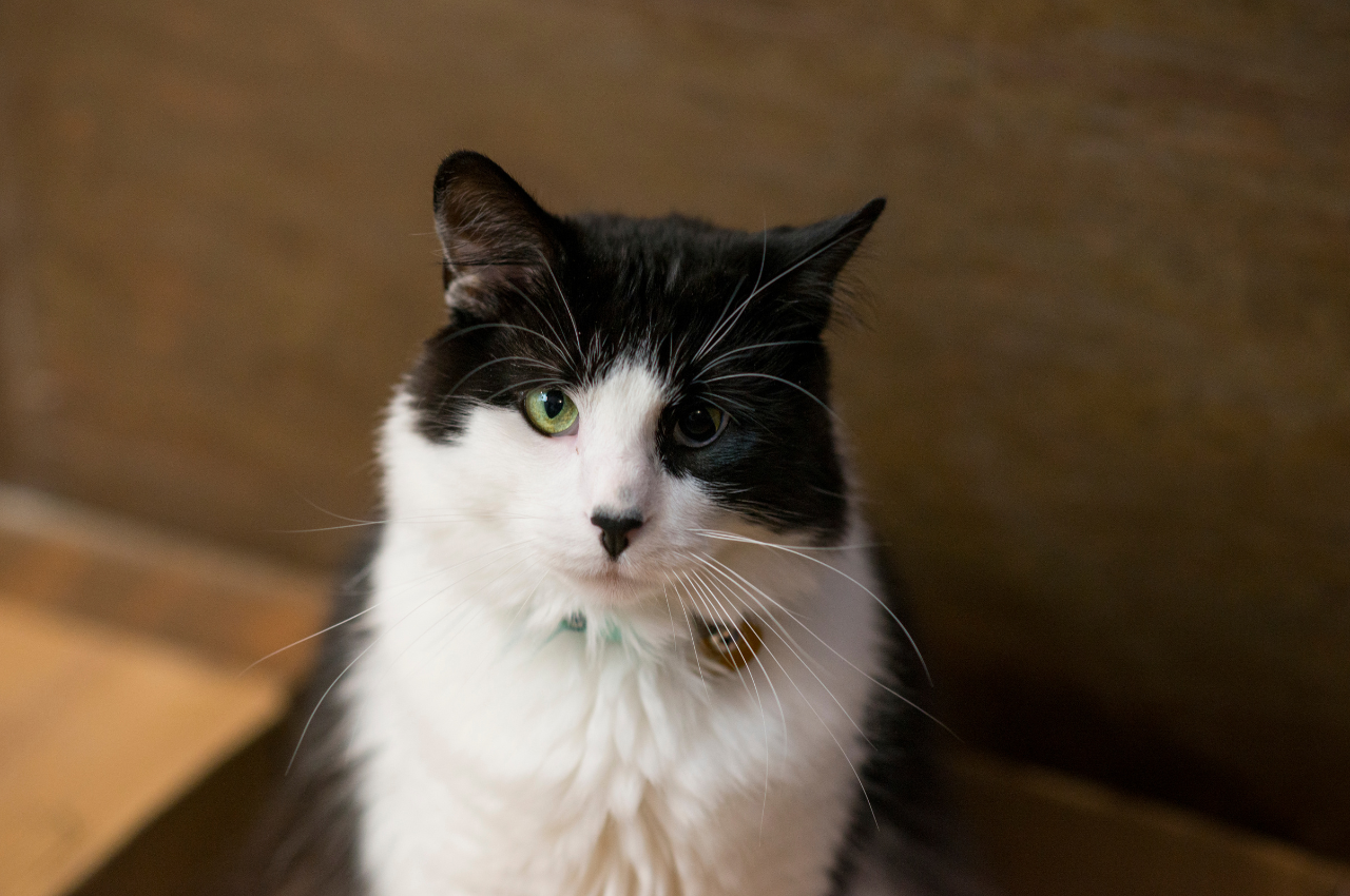 Do rescue cats have issues?