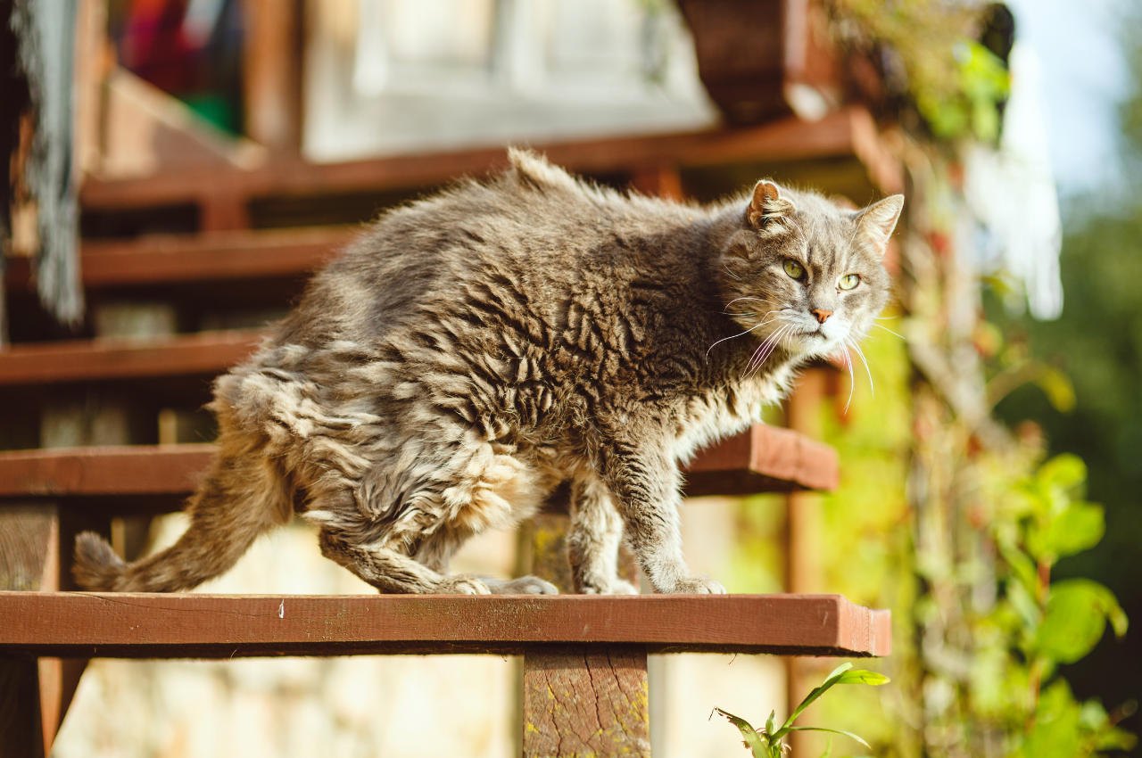 how to rescue injured cat