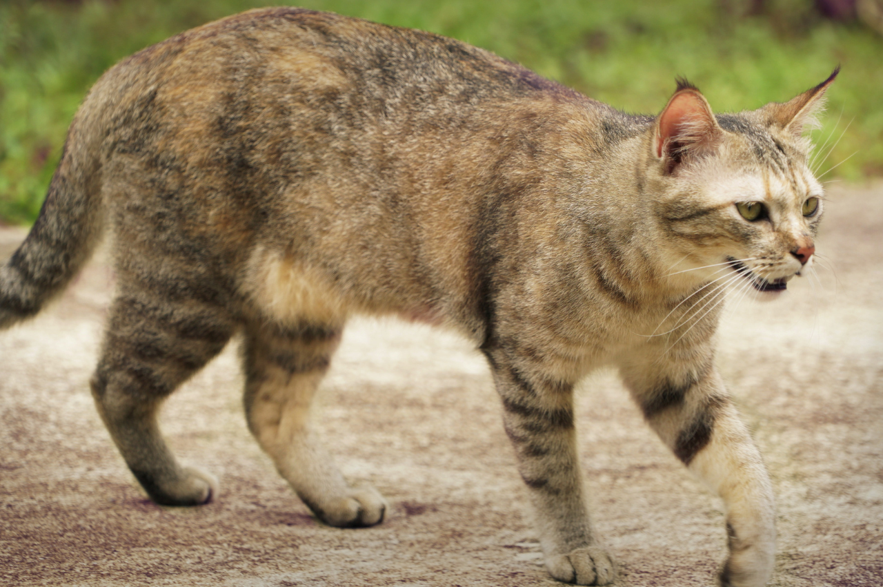 How do you save an injured cat?