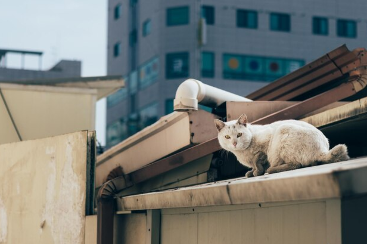 how to rescue a cat from a roof