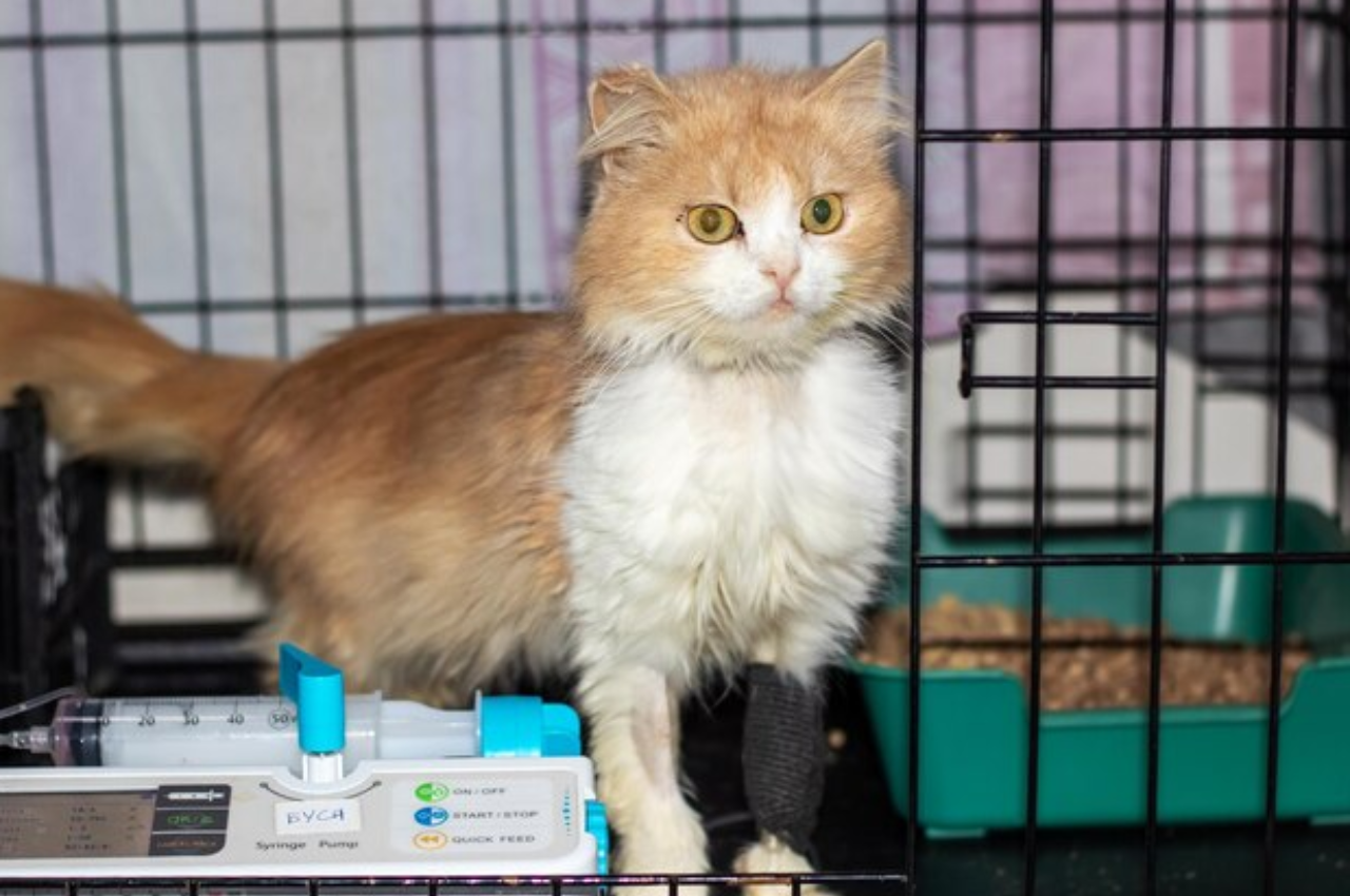How to rescue injured cat at home