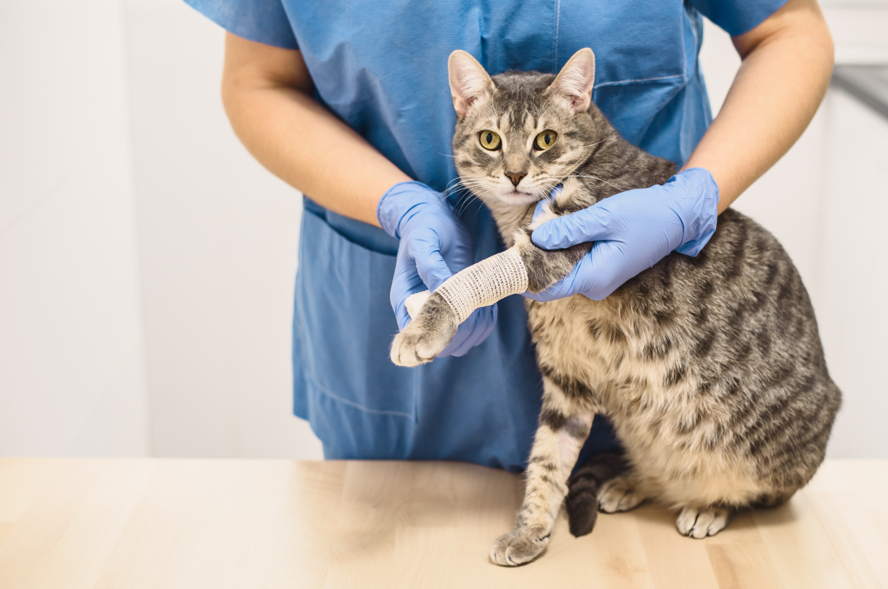 How to treat an injured cat leg