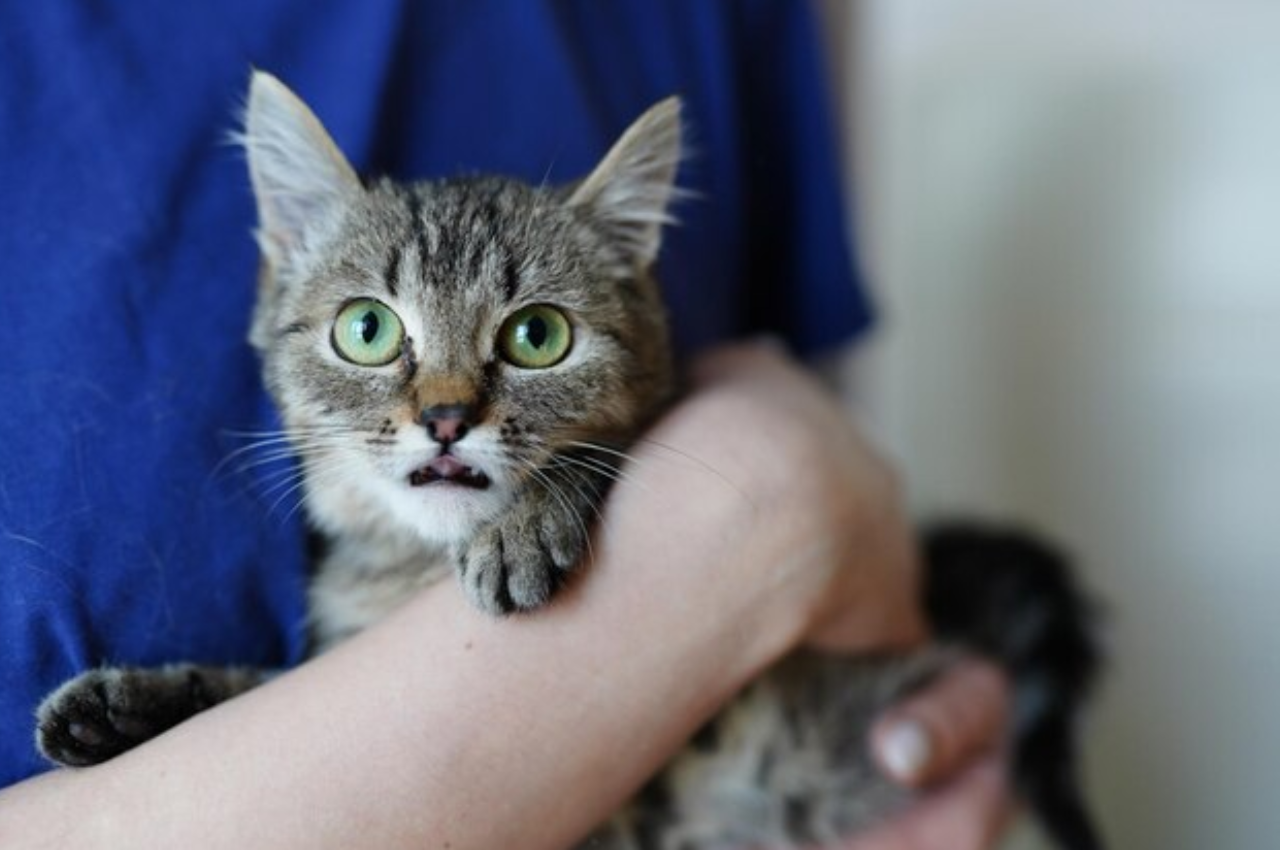What's involved in adopting a cat?