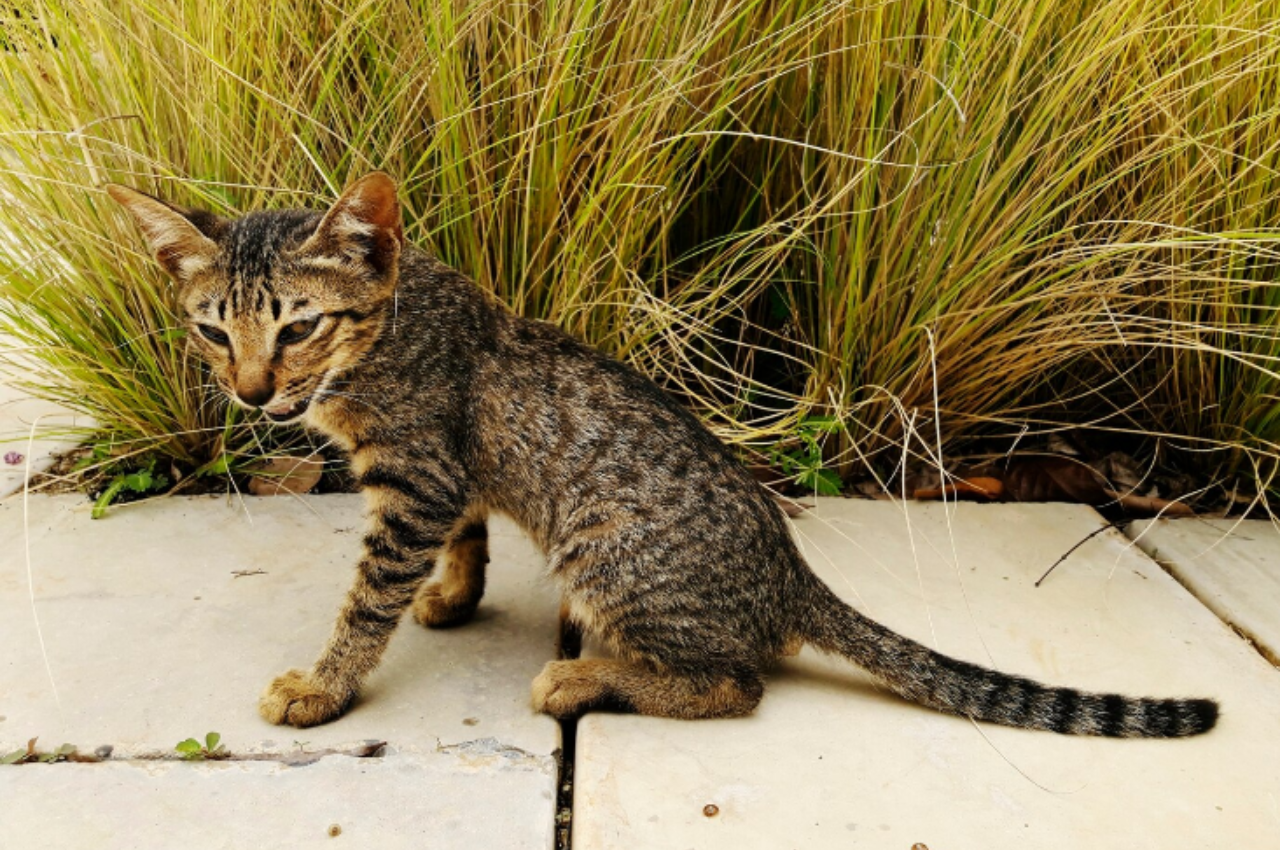 Why are cats so lethal?