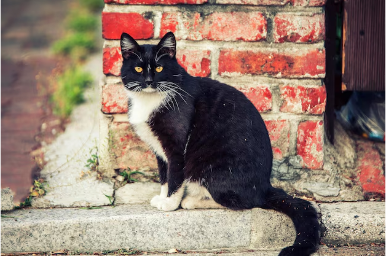 ancient myths about cats