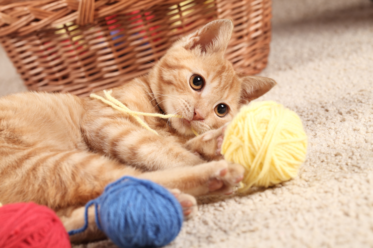What do cats love the most?