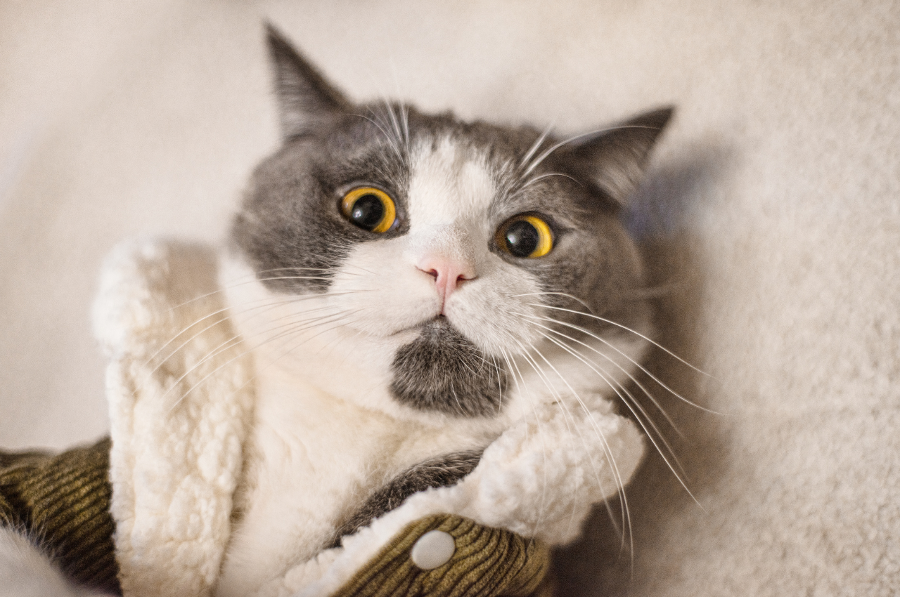 What are some stereotypes of cats?