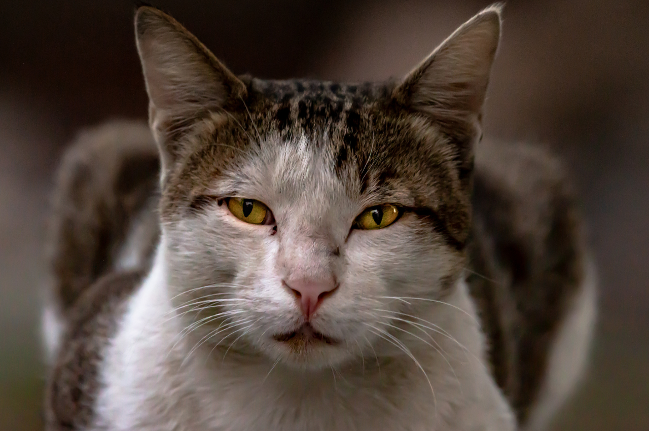 What are the negative perceptions of cats?