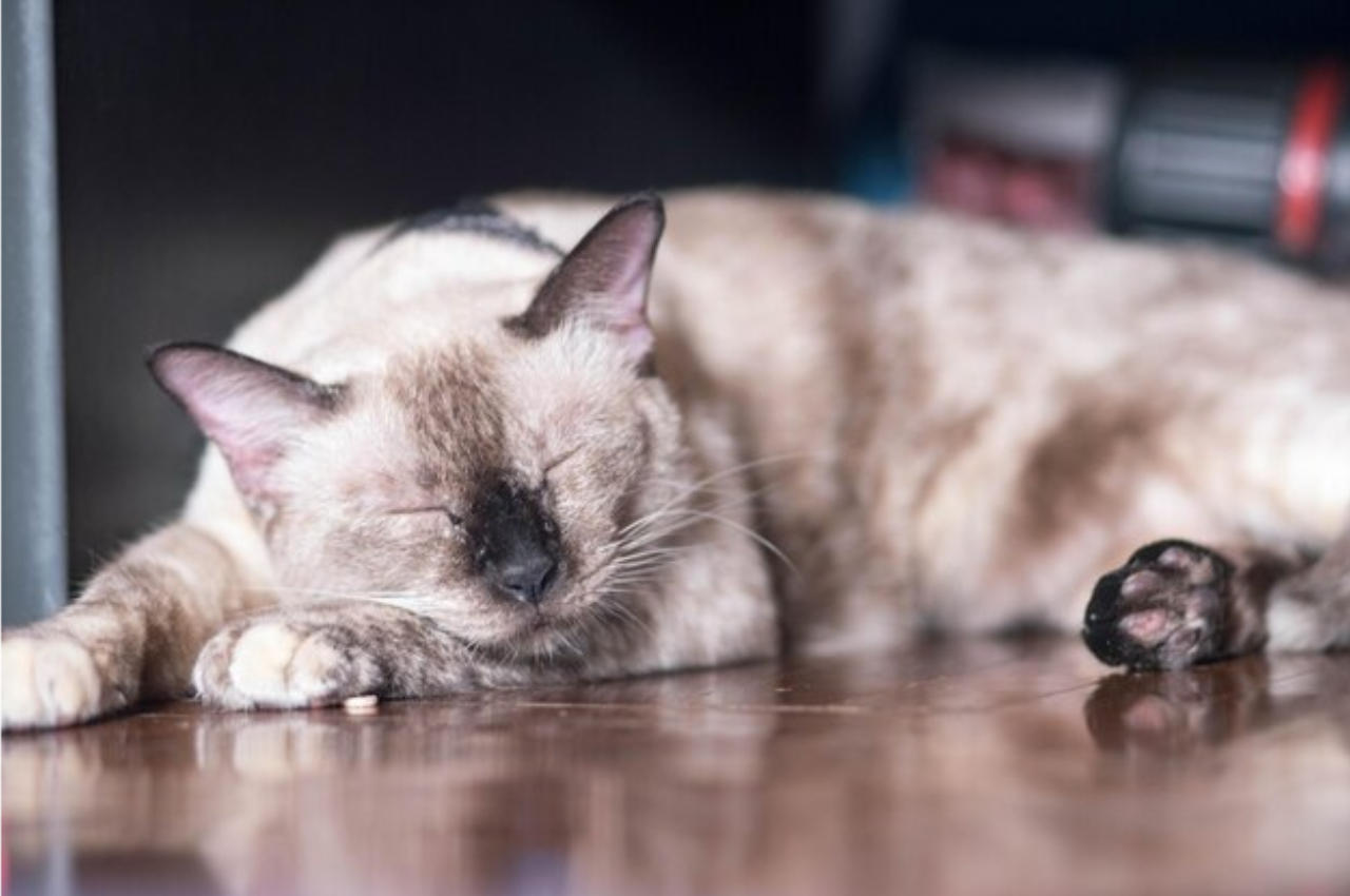 How can I tell if my cat is stressed?