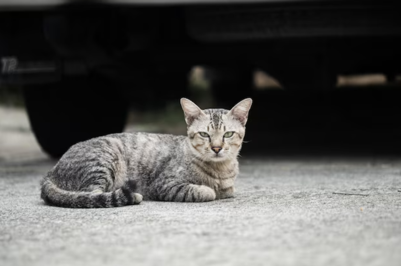 What is a normal cat behavior?