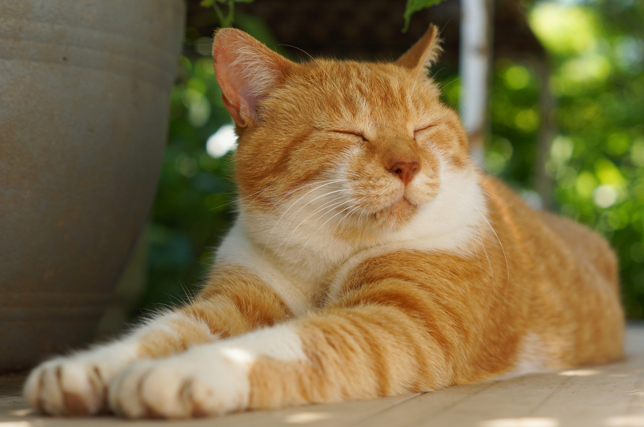 How to relax a cat?