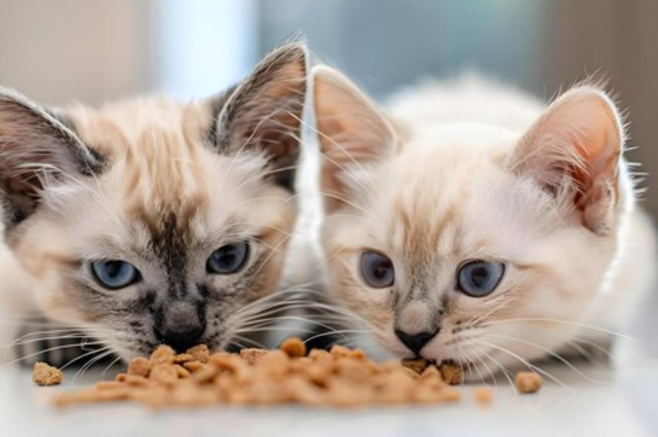 how to feed two cats with different eating habits