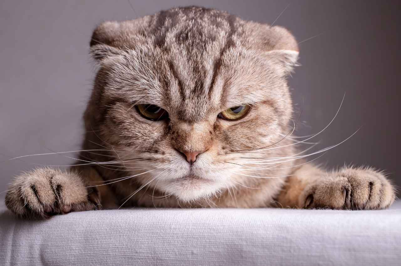 how to break cats bad habits