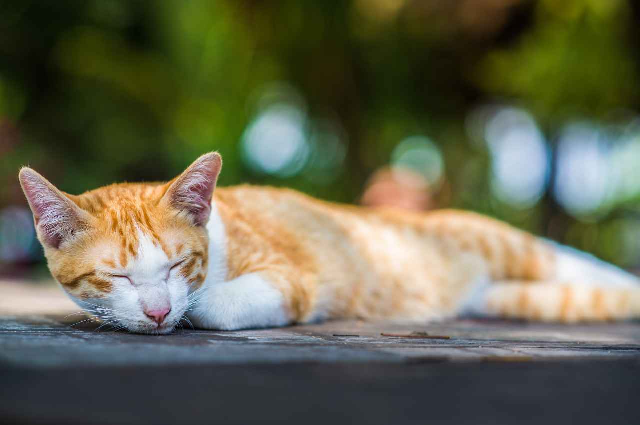 how can i change my cats sleeping habits