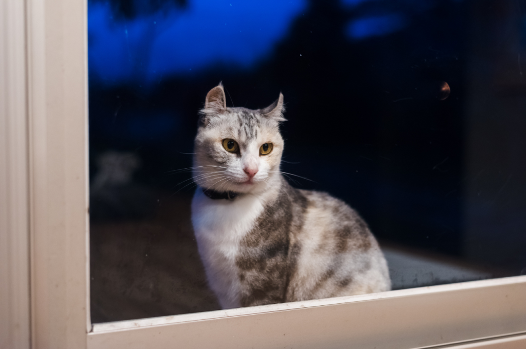 What calms cats down at night?