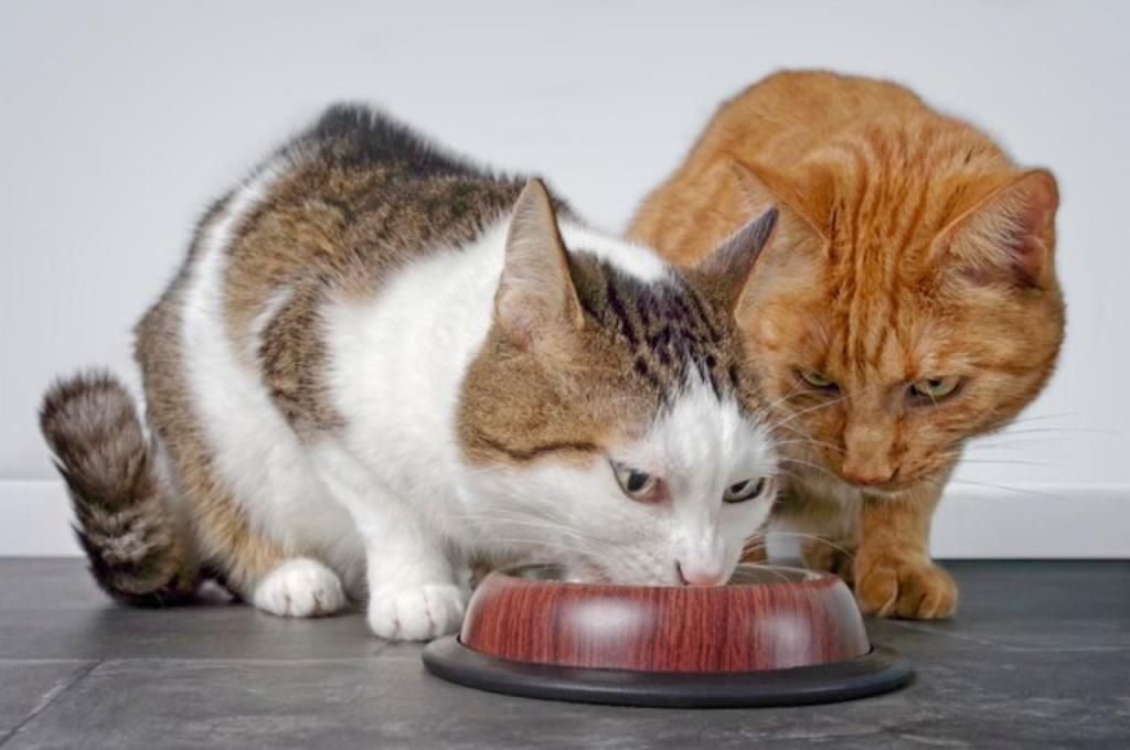 how to feed two cats with different eating habits
