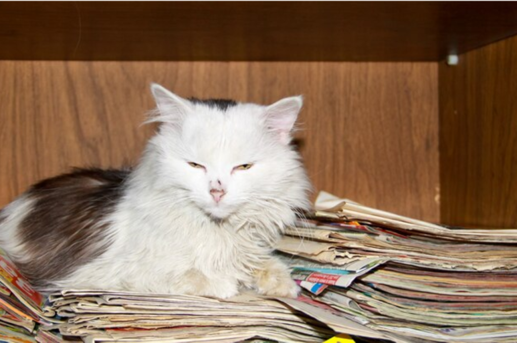 How do you relax a hyper cat?