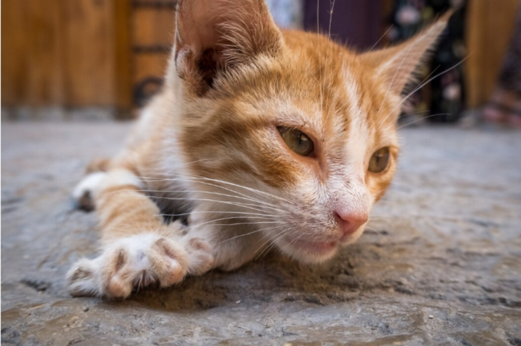 How do cats act when something is wrong?