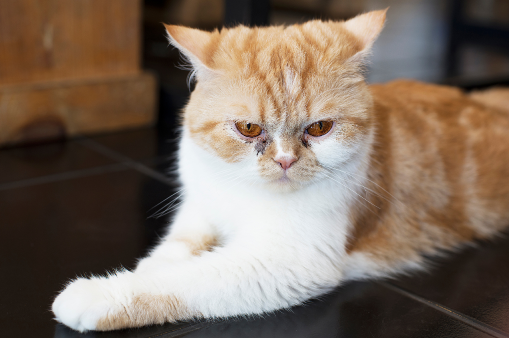 What is an unacceptable cat behavior?