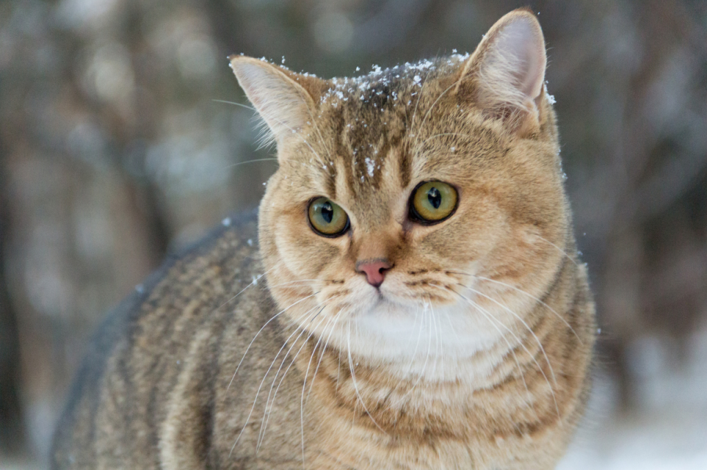 What are signs of cat anxiety?
