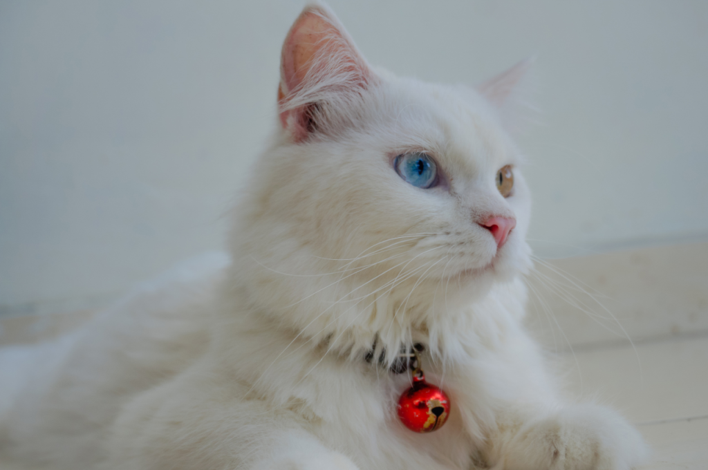 What is abnormal cat behavior?