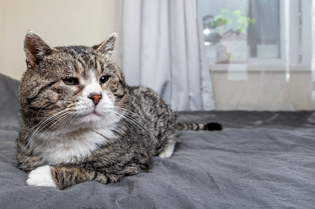 How do you tell if a cat is nearing the end of its life?