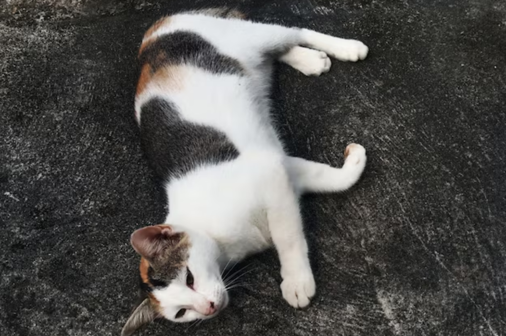 How do cats say goodbye?