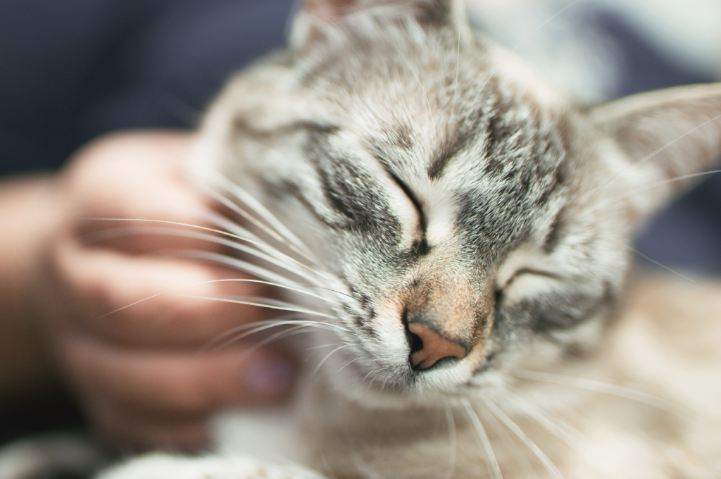 How do you know if your cat loves you?