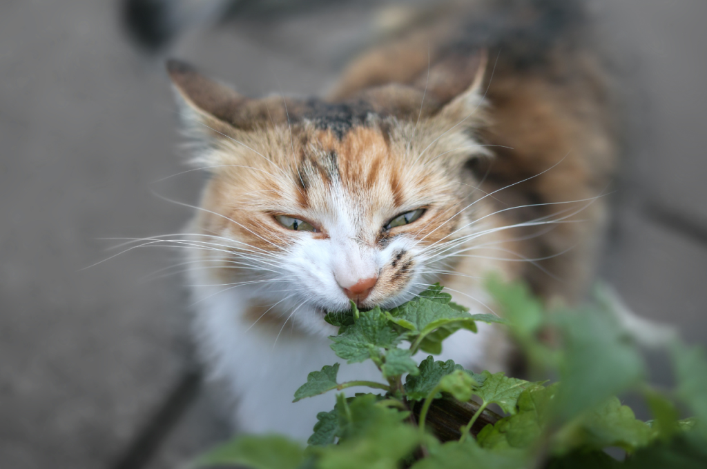 What are the behavior problems with male cats being neutered?